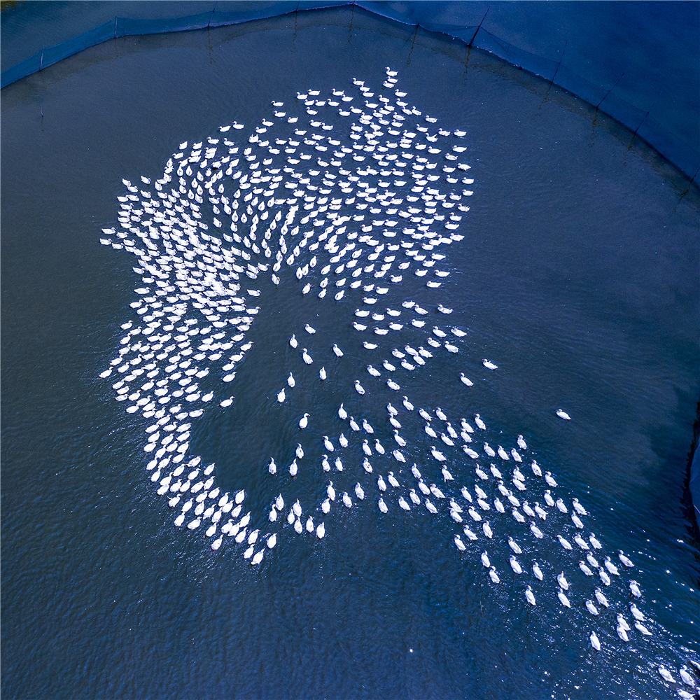 《畅游》 洪忠民，徐州+一群鸭子在水中畅游，像一幅人像.jpg